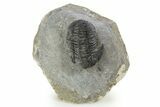 Detailed Gerastos Trilobite Fossil - Morocco #345151-2